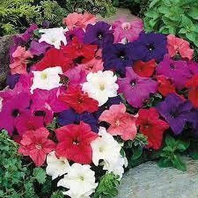 KANAYA Petunia Mixed Colour Flower F1 Hybrid Seed(25 per packet)