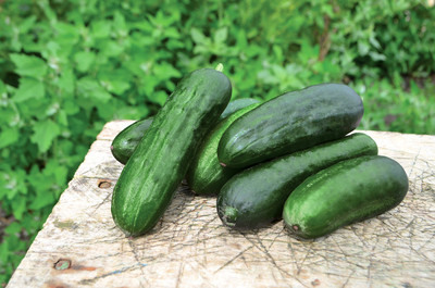 BDSresolve cucumber seeds for planting/cucumber seeds 28 Seed(28 per packet)
