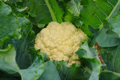 SRK Shree Radha Krishna white cauliflower,gobhee seeds Seed(14 per packet)