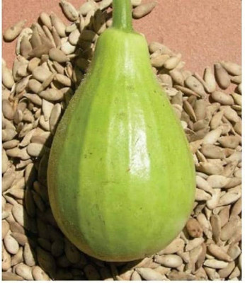 BDSresolve Bottle round gourd seeds PACK OF 37 Seed(37 per packet)