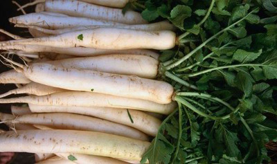 XOLDA Organic Radish Seed(15 per packet)