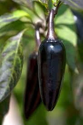 BDSresolve Naga chilli seeds all season pack of 48 Seed(48 per packet)