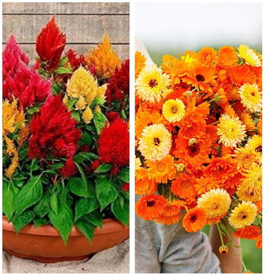 Aywal Celosia Mix & Calendula Flower Seed(10 per packet)
