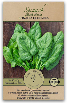 CYBEXIS NDIR-34 - Giant Winter Spinach - (750 Seeds) Seed(750 per packet)