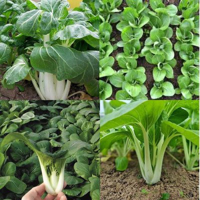 sbains Pakchoi Seeds For Home Garden no of seeds 13 Seed(13 per packet)