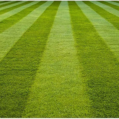 PMA Grass Seeds for Garden/Park/Playground, Lawn Grass Seed(20000 per packet)