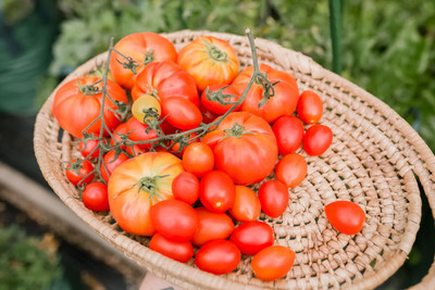 the green dotcom Fresh Tamato Hybrid Eco-friendly Seed(60 per packet)