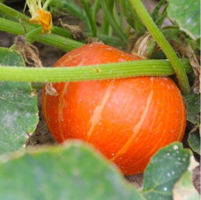 CYBEXIS Hybrid Pumpkin Seeds Round Orange Skin Non-GMO Annual100 Seeds Seed(100 per packet)