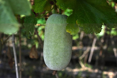 BDSresolve Ash gourd seeds PACK OF 41 Seed(41 per packet)