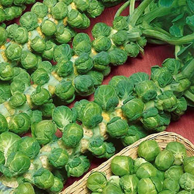 WILLVINE GBPUT -III Catskill Brussels Sprouts Seed for Planting [2.5g] Seed(750 per packet)