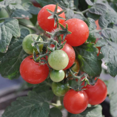 CYBEXIS Rare Rare Tomato Seed Cold tolerant2000 Seeds Seed(2000 per packet)