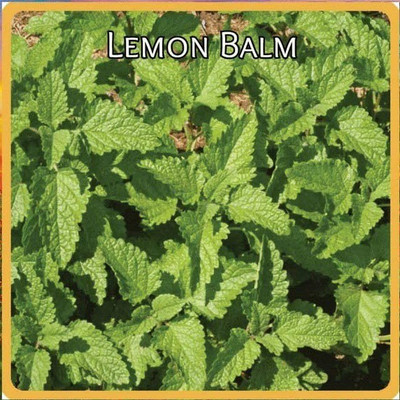 CYBEXIS KGF -88 - Lemon Balm (Melissa officinalis) - (250 Seeds) Seed(250 per packet)