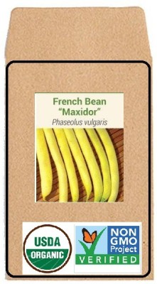 CYBEXIS Hybrid Seeds-French Bean Maxidor400 Seeds Seed(400 per packet)