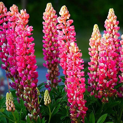 MAA Lupin Seed(14 per packet)