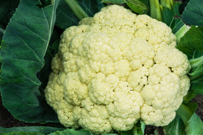 KANISHQ white cauliflower,gobhee seeds Seed(13 per packet)
