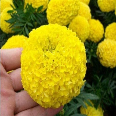 VibeX XL-63 - Yellow Marigold - (750 Seeds) Seed(750 per packet)