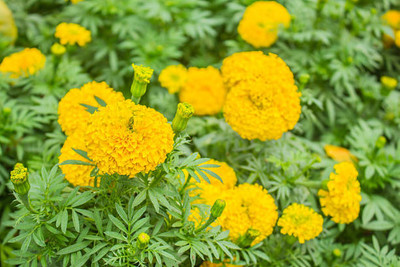 ELANHOOD marigold,gende ka phool seeds Seed(21 per packet)