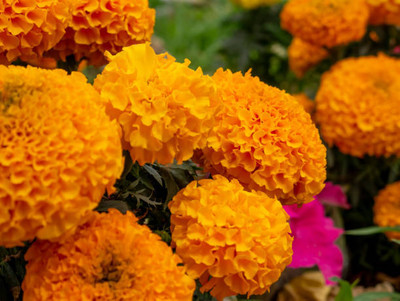 Natural World marigold/gende ka phool flower seeds Seed(75 per packet)