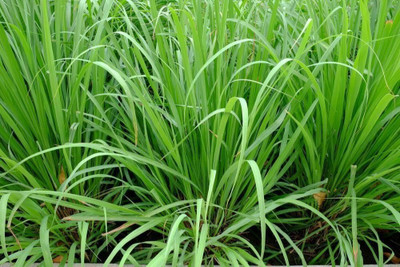 NurseryFriends Sweet Sudan Fodder Grass For Cow Seed(6500 per packet)