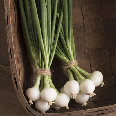 WILLVINE ROX -XVI Bunching Onion Pompeii (White) [1g] Seed(750 per packet)