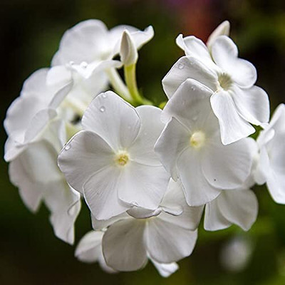 Aywal Phlox Flower Seed, Fragrant Dwarf Hybrid Beauty Mixed Seed(60 per packet)