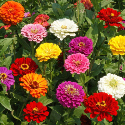 Quentova California Giants Zinnia Seed-XLI-6A Seed(75 per packet)