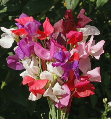 Quentova Sweet Pea ‘Royal Family Mix’-SWAT-11V Seed(20 per packet)