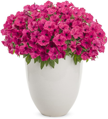 WHADE Fuchsia Petunia hybrid Seed(70 per packet)