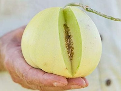 Qualtivate HYB-9A Sakata's Sweet Melon Fruit Seeds Seed(200 per packet)