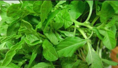 KANAYA Amaranthus Green Saag Cheera Hybrid Spinach Seed(250 per packet)