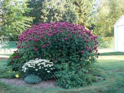 CYBEXIS PUAS-94 - BEE BALM LEMON MINT - (2250 Seeds) Seed(2250 per packet)