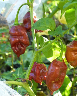 ibains Spice organic chilli seeds vegetable Seed(330 per packet)