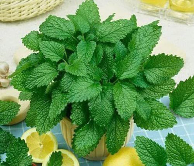 VibeX TLX-58 - Lemon Balm Herb - (250 Seeds) Seed(250 per packet)