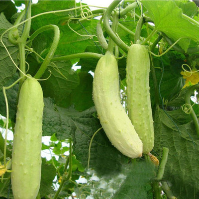 KNESSiN White Cucumber Seed(1250 per packet)