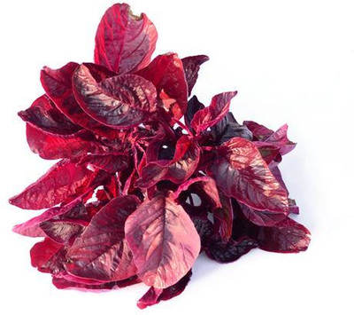 Biosnyg AMARANTHUS RED SEEDS [500 Seeds] Seed(500 per packet)