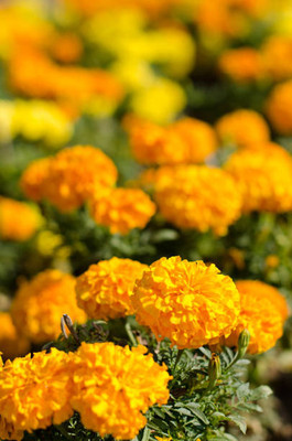 PAIDAVAAR marigold/gende ka phool flower seeds Seed(75 per packet)