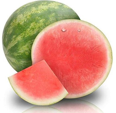 KNESSiN Seedless Watermelon Seeds Seed(50 per packet)