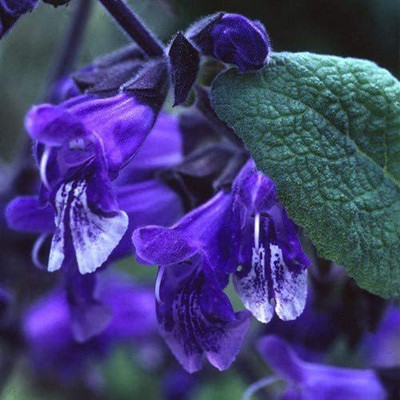 CYBEXIS World Seeds - Salvia Hians Seeds Seed(50 per packet)