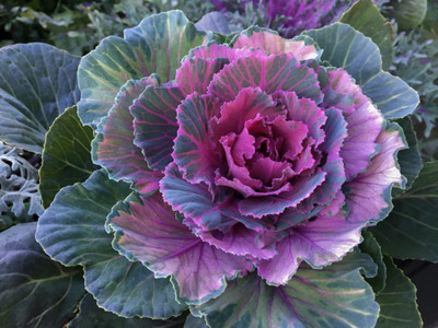 XOLDA Organic ornamental kale herb Seed(37 per packet)