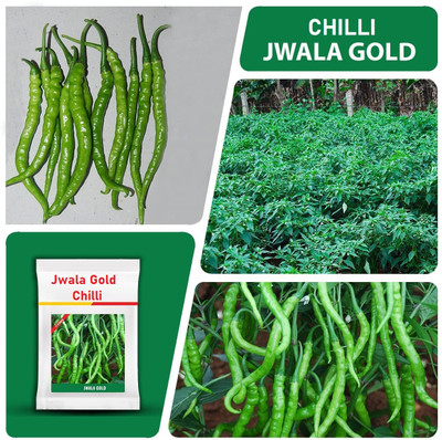 WILLVINE HUA -I Jwala Gold chilli seeds | f1 hybrid seeds [1gm, 200 Seeds] Seed(200 per packet)