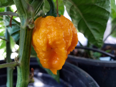 Biosnyg Fast Growing Scotch Brains Hot Pepper Seeds for Terrace Gardening-(1000 Seeds) Seed(1000 per packet)