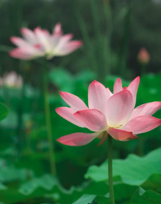 Mahyco lotus,kamal gatta Seed(10 per packet)