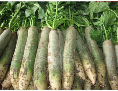 CYBEXIS Garden Planting Vegetable Seeds Green Radish Seeds600 Seeds Seed(600 per packet)