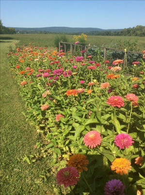Avysa GIANT CALIFORNIA ZINNIA MIX Seed(25 per packet)