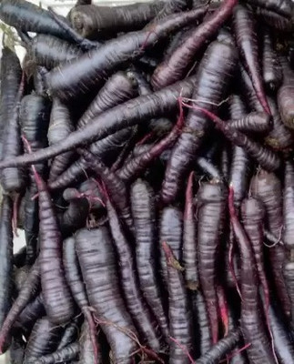 MAA Carrot Black, Gajar Seed(76 per packet)