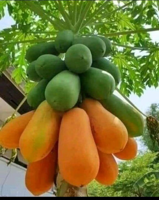 Aywal Papaya Seeds F1 Hybrid Variety Dwarf Fruit Seed(300 per packet)