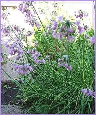 Qualtivate ICRA-2A Allium Nodding Onion Allium Cernuum Seed(500 per packet)