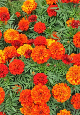 Baldinini marigold/gende ka phool flower seeds Seed(25 per packet)