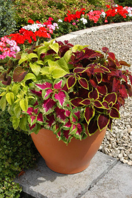 MYAT Coleus Wizard Mixed Flower Seed(80 per packet)