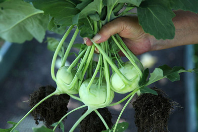 the green dotcom Kohlrabi hybrid f1 vegetable Seed(160 per packet)